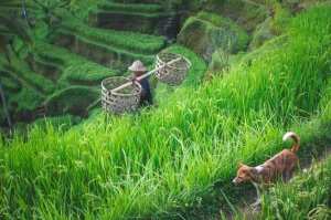 Балиец среди рисовых террас. Убуд, Бали