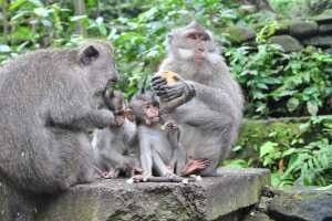 Семейство обезьян. Monkey forest. Убуд, Балис