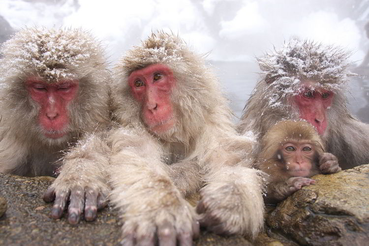 Джигокудани - парк снежных обезьян