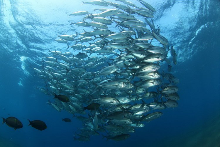 Рыбный косяк у острова Бали