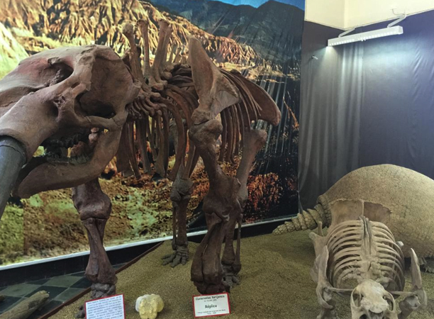 Музей археологии и палеонтологии в Тарихе