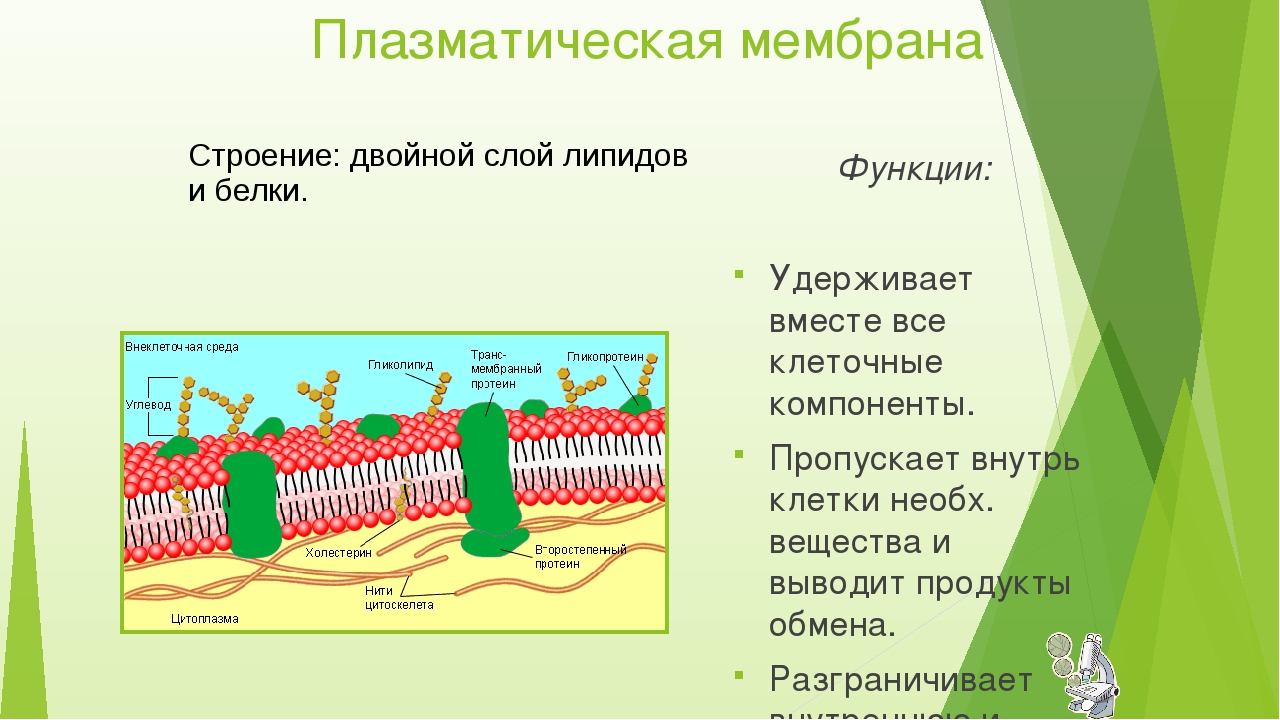 4 функция плазматической мембраны. Функции плазматической мембраны схема. Строение плазматической мембраны клетки. Плазматическая мембрана строение и функции. Структура клетки плазматическая мембрана.