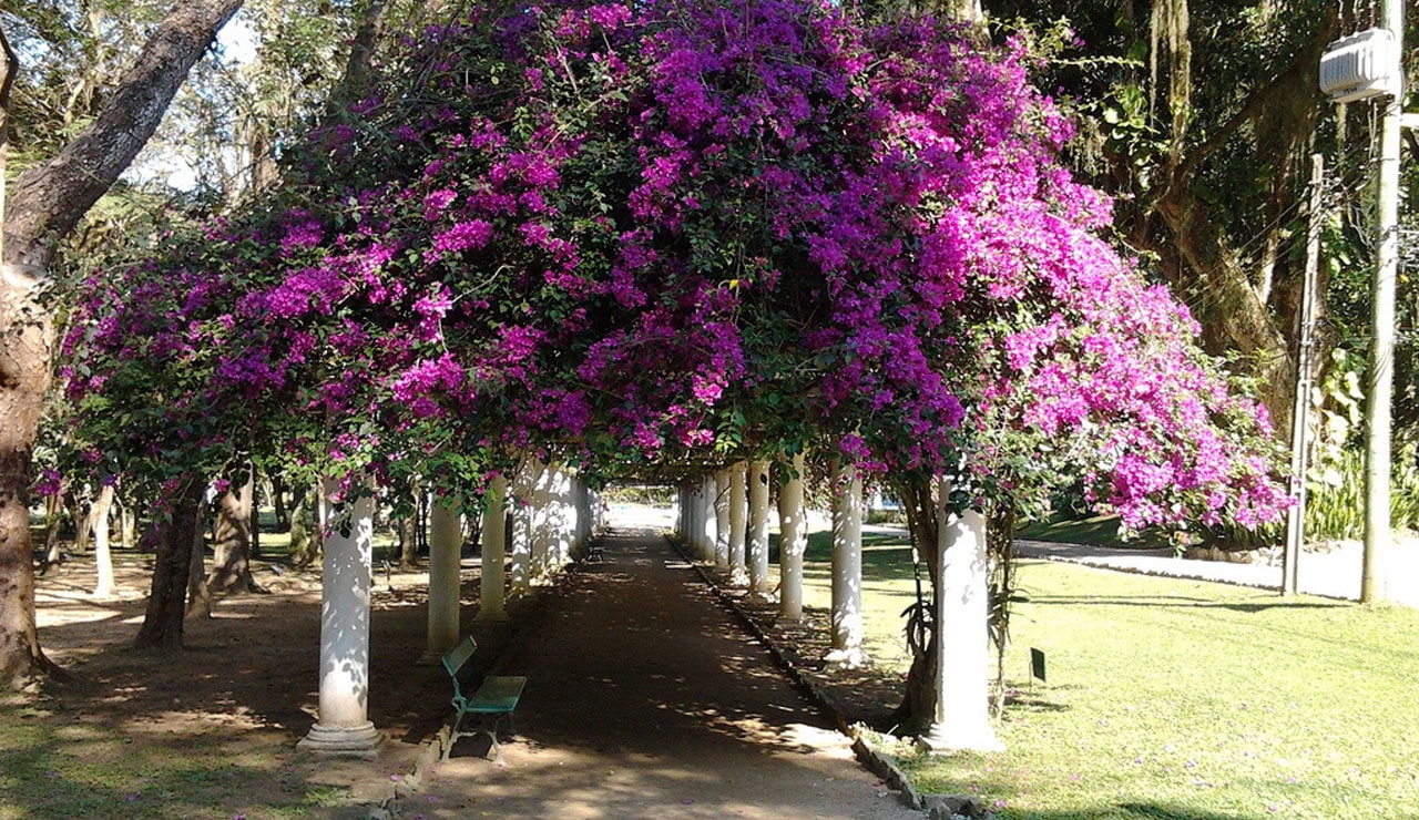 Ботанический сад в Рио 1