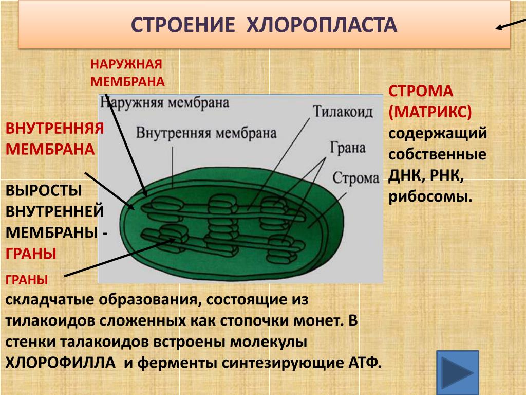 Органоиды принимают участие в делении клетки. Хлоропласты Строма тилакоиды граны. Строение наружной мембраны хлоропласта. Структура хлоропласта Строма. Функции стромы в хлоропласте.