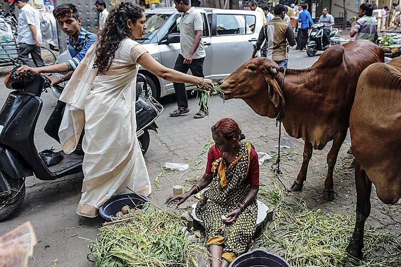 Священные коровы на улицах Индии