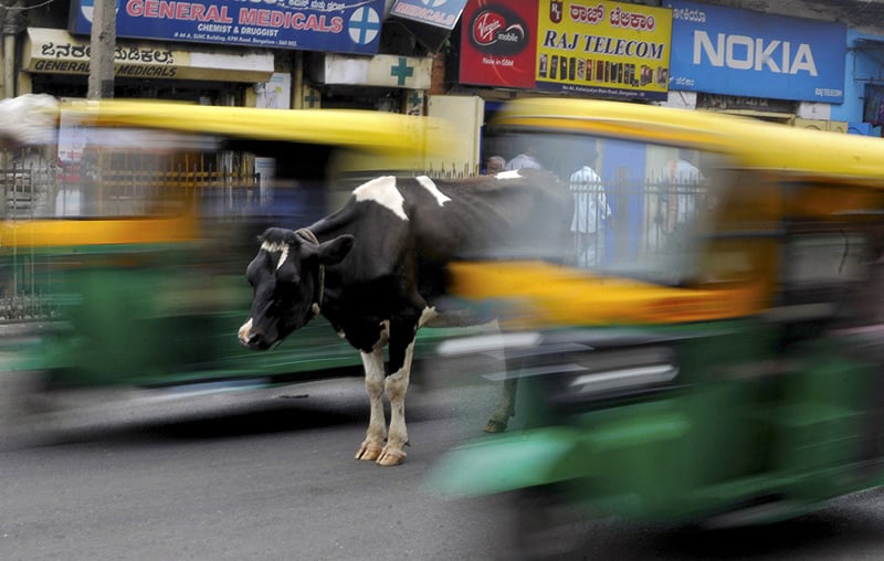 Священная корова на дороге