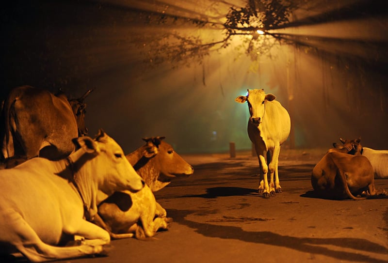 Священные коровы на ночных улицах Индии