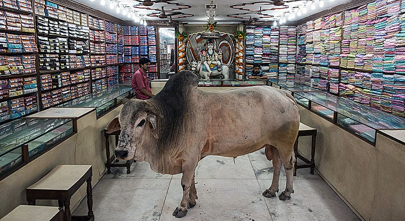 Священная корова в магазине