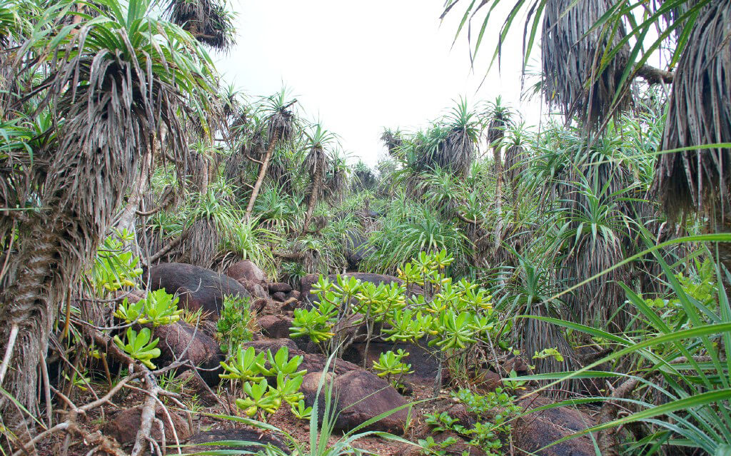 Тропический лес Румассала