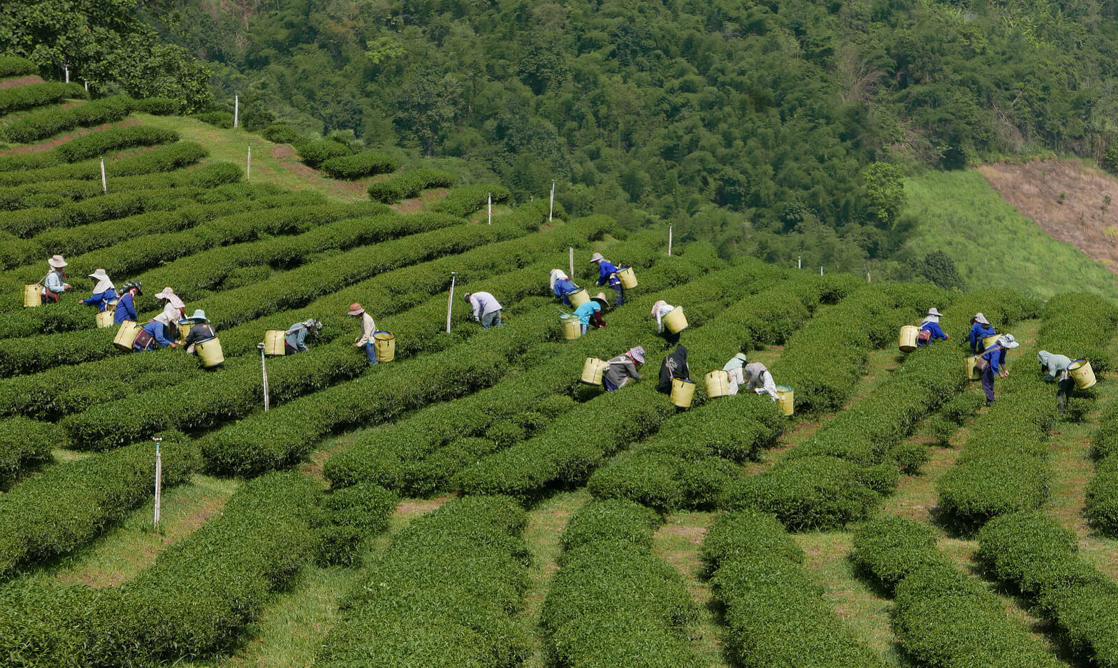 Население деревни Doi Mae Salong занимаются выращиванием чая