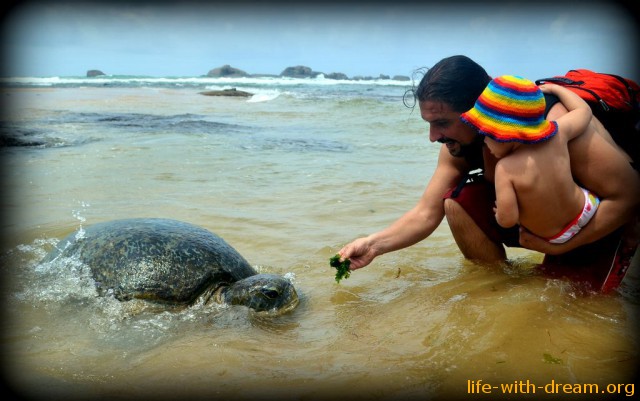 Большая морская черепаха (Шри-Ланка)