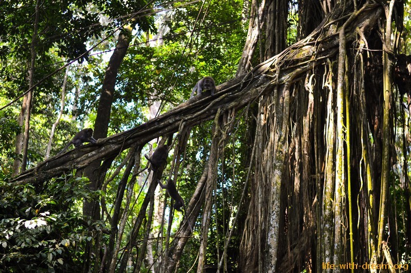 Убуд - любимый городок Бали лес обезьян на Бали
