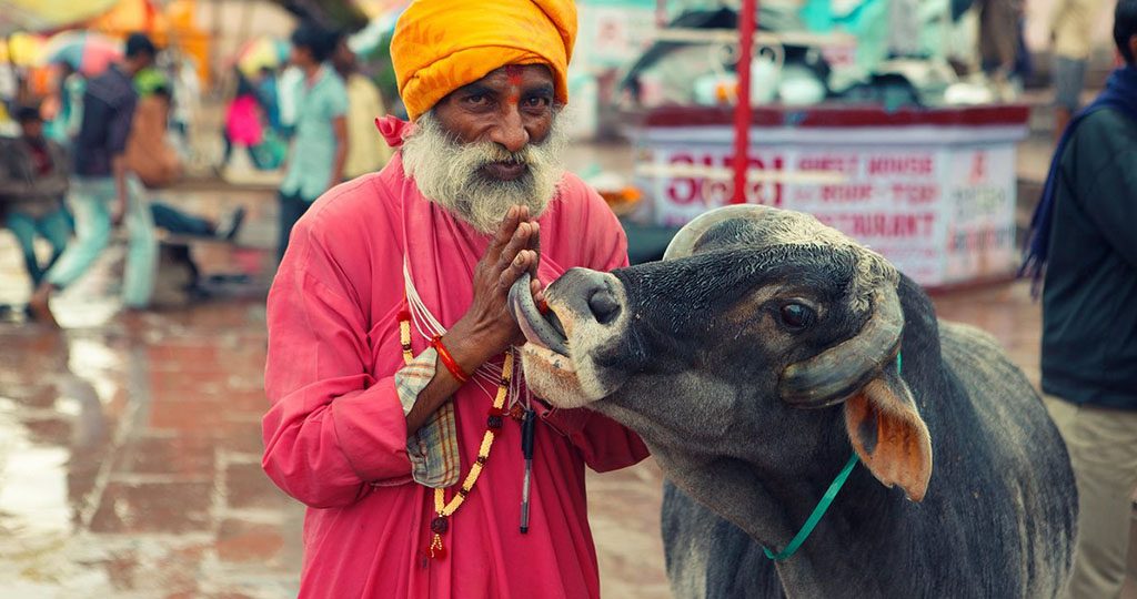 Почему корова – священное животное в Индии