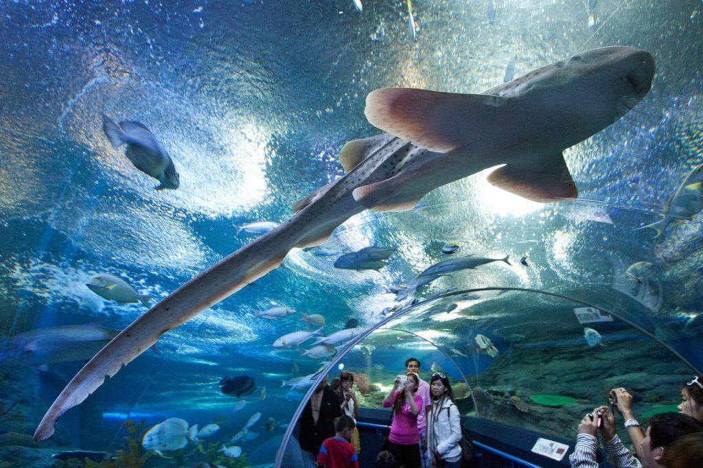 Протяни руку и дотронься до обыкновенного чуда в Underwater World в Паттайи