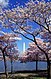 Washington C D.C. Tidal Basin cherry trees.jpg