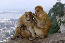 Un groupe de macaques deux adultes avec un jeune