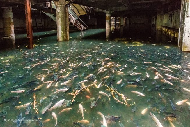Заброшка в Таиланде, Бангкок, торговый центр с рыбами