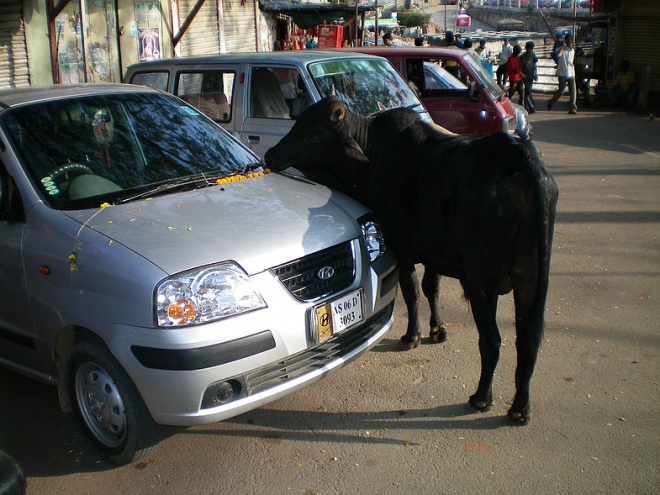 Священная Индийская Корова