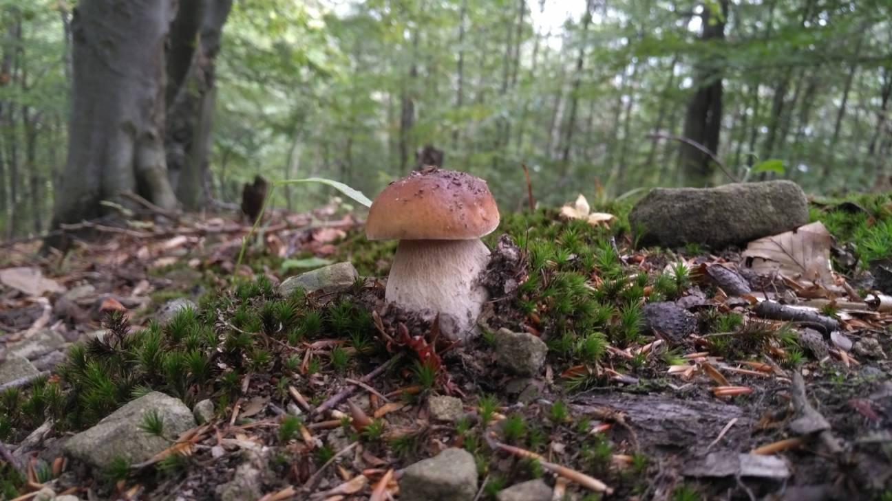 Ягоды и грибы в туристическом походе
