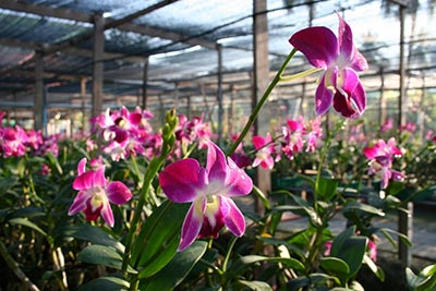 siphon orchid farm pattaya
