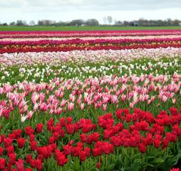 В апреле десятки тысяч туристов приезжают в Голландию для наслаждения пёстрыми 