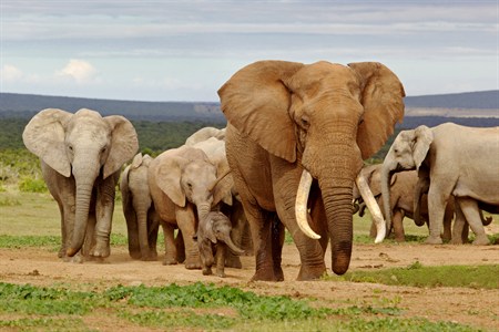 Elephant Herd