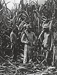 sugar plantation