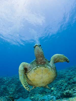 Green Sea Turtle Swimming (Chelonia Mydas), Marshall Islands, Pacific Ocean